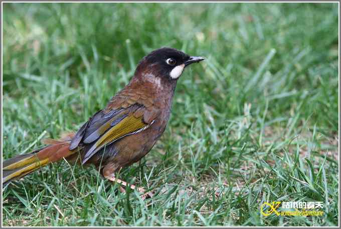 噪鹛系列之三：黑顶噪鹛【照片】