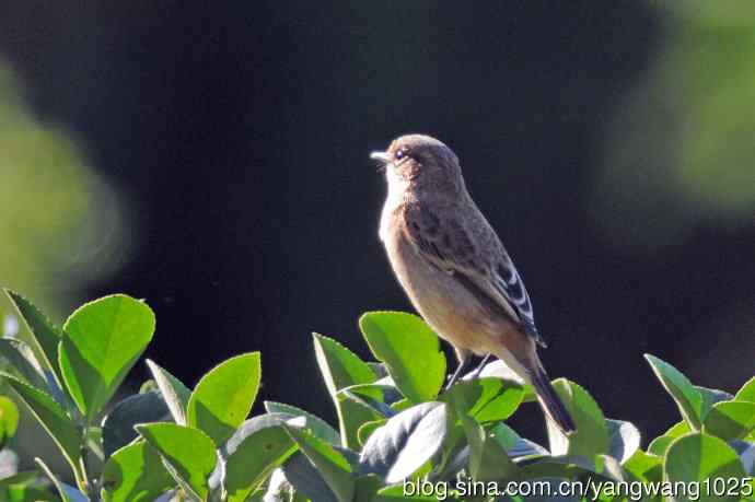 黑喉石鵖鸟（1）