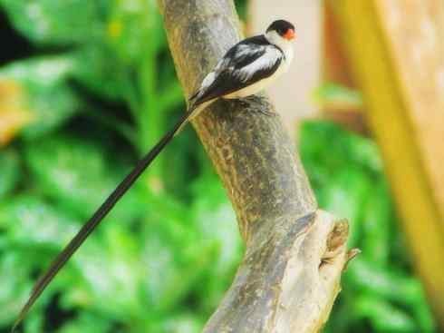 美丽无罪：雀鸟之寡妇鸟