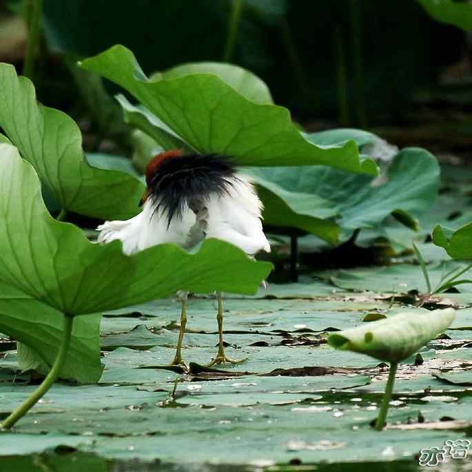 圆明园&nbsp;wbr路&nbsp;wbr池鹭抓了条大鱼