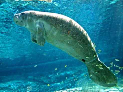 美人鱼：传说的兽原型探秘（海牛）