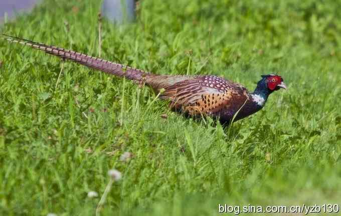 闲庭信步环颈稚（组图，21张图片）