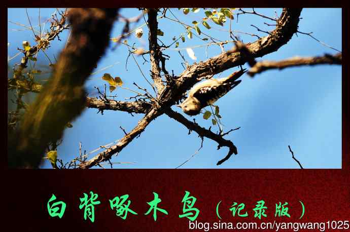 白背啄木鸟(记录版) 白背啄木鸟(记录版)