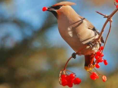 家禽驯化之源之二十