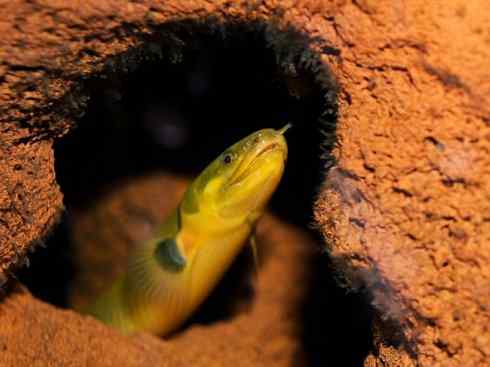 鱼类活化石：多鳍鱼