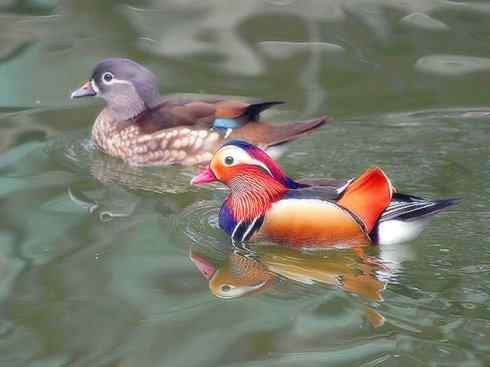 雁鸭之最之二 雁鸭之最之二