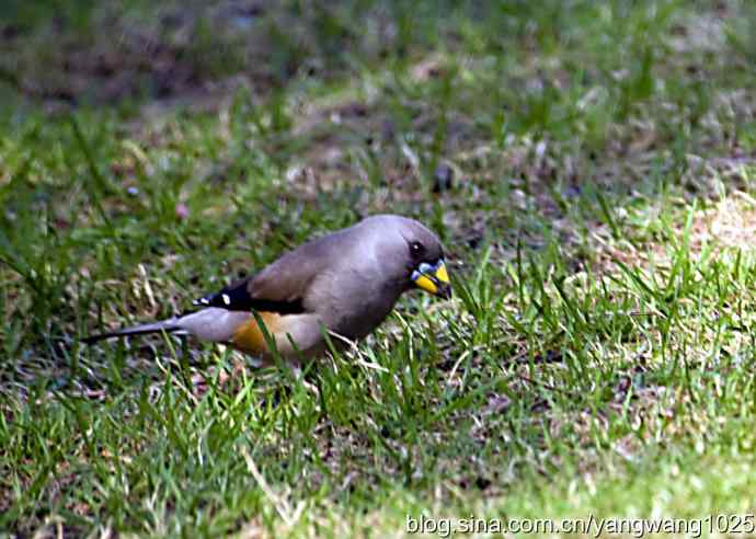 黑尾蜡嘴雀 黑尾蜡嘴雀