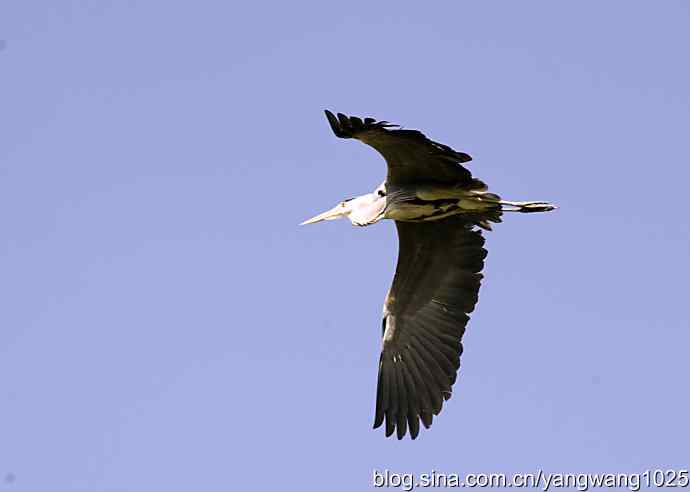 苍鹭 wbr3 苍鹭 wbr3