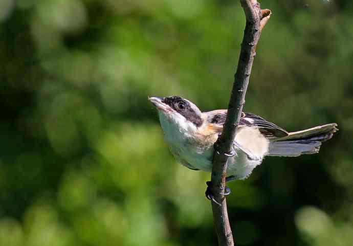 小伯劳长成(4)  独立 特写