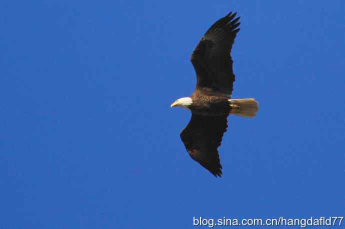 雄鹰在这里展翅飞过