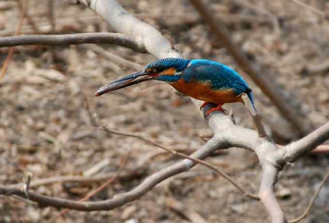 小翠儿的幸福生活