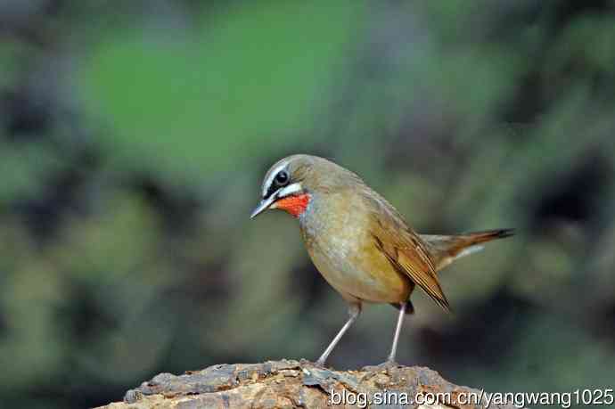 雄性红喉歌鸲（23）