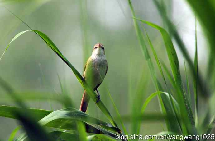 东方大苇莺