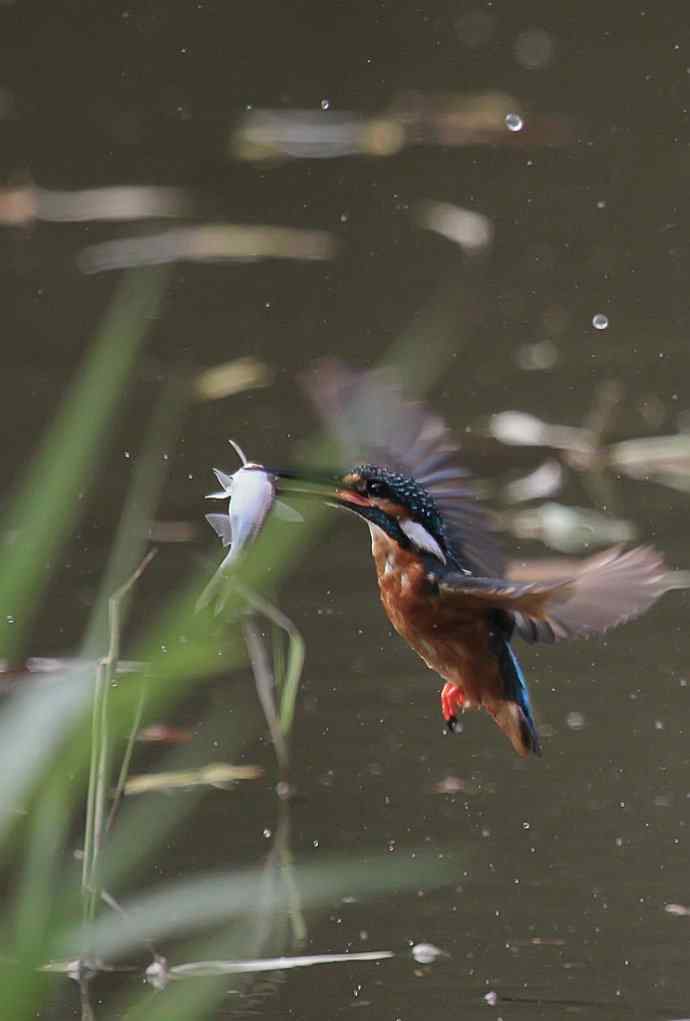 220.可爱小翠--飞姿图