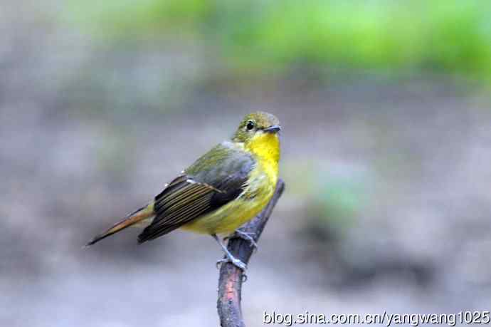 雌性绿背姬鶲（4）