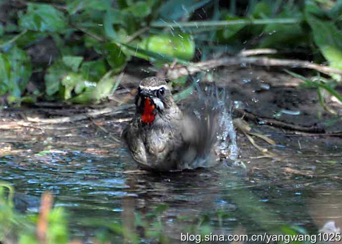 红喉歌鸲（雄性）续2