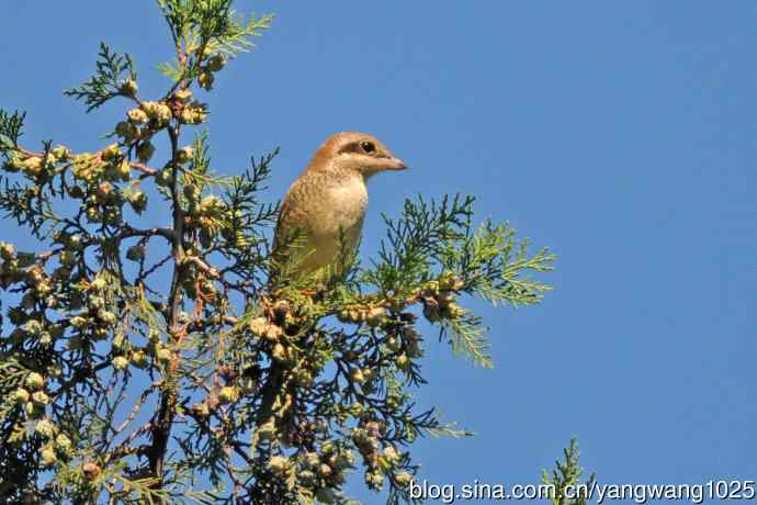 虎纹伯劳(1) 虎纹伯劳(1)