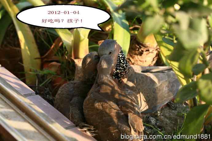 珠颈斑鸠育儿记