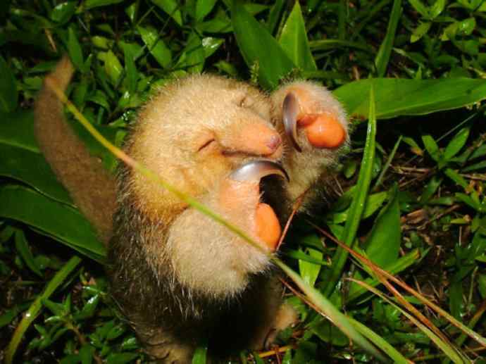 盘点十二大著名食蚁动物:食蚁兽 盘点十二大著名食蚁动物:食蚁兽