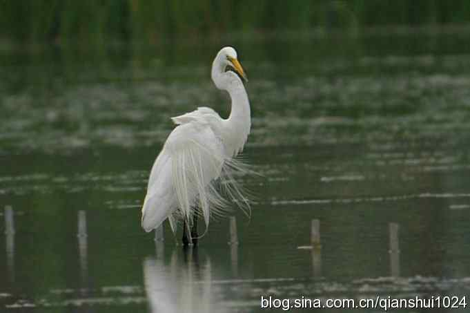 白鹭之舞(奥体公园)