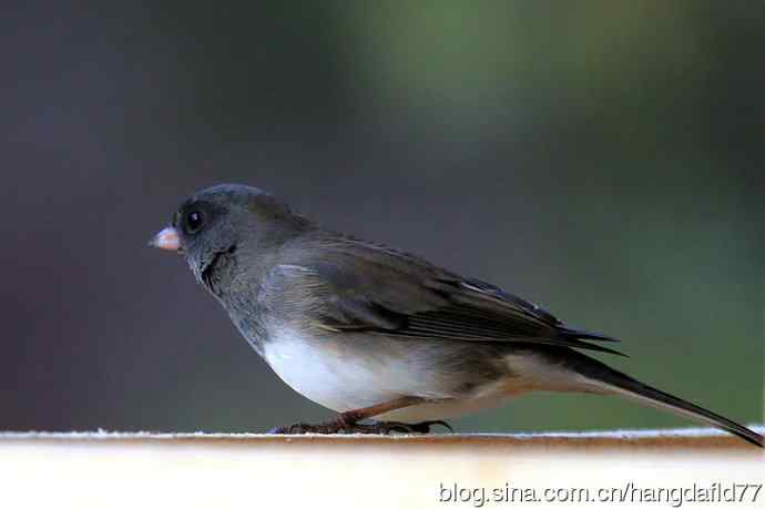 灰蓝色灯心草雀