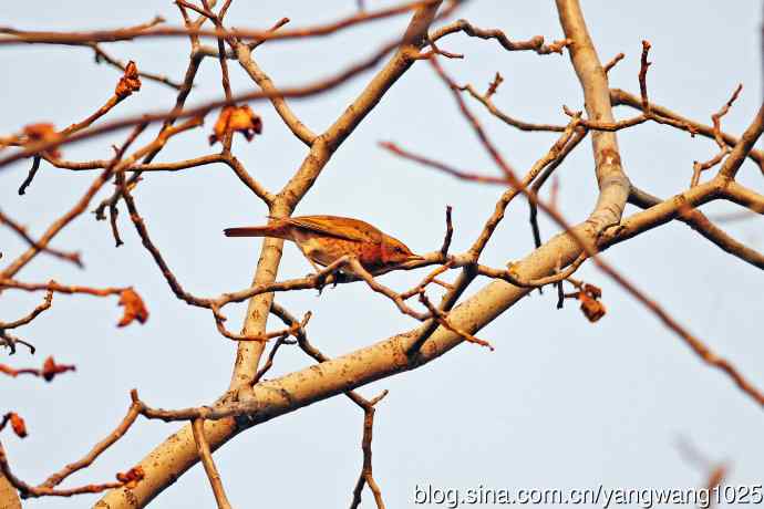 杂片（斑鸫与八哥）随拍