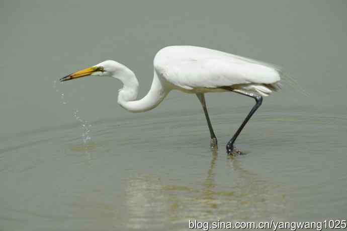 奥林匹克公园白鹭飞 wbr4