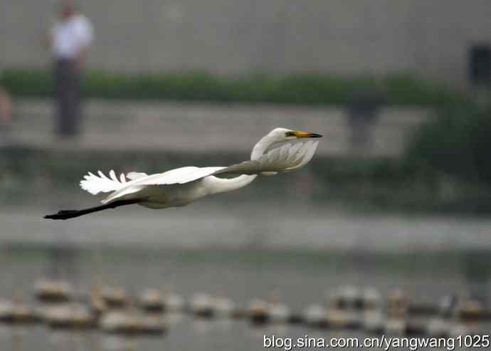飞（白鹭）3