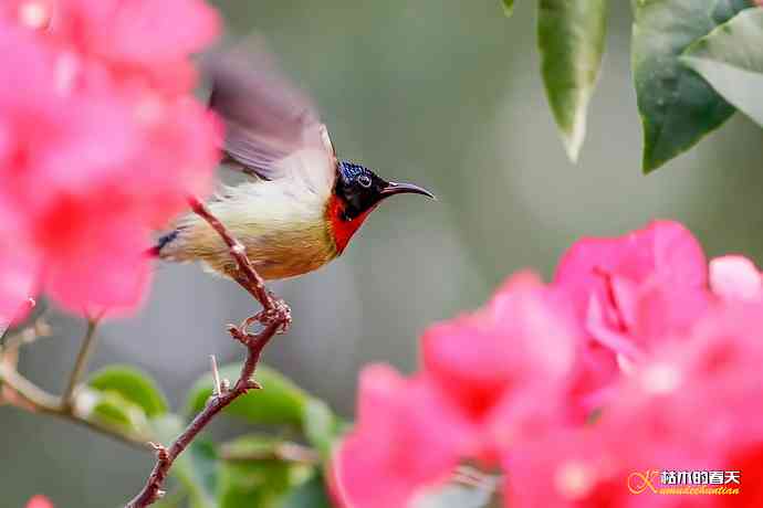 我的“太阳”——厦门拍“叉尾太阳鸟”