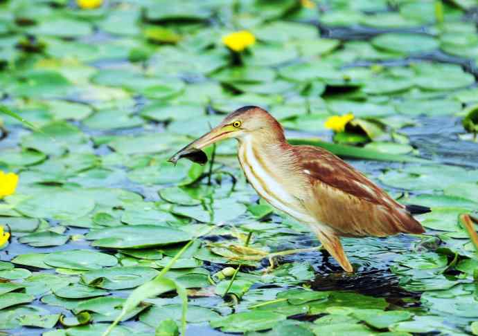 辛勤的收获 辛勤的收获