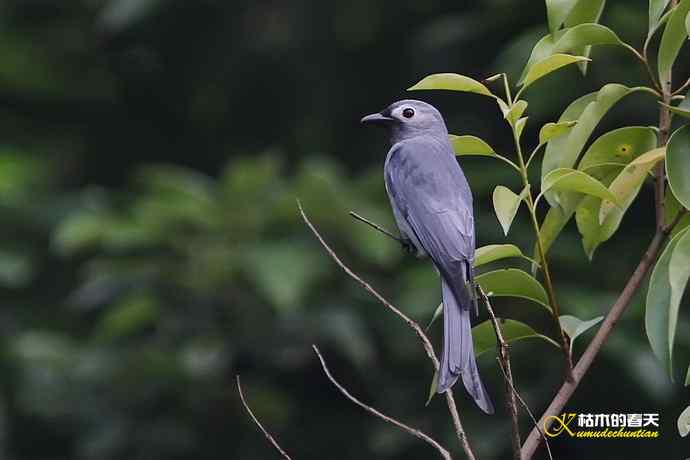 迁徙季的红喉姬鶲、灰卷尾、红尾伯劳