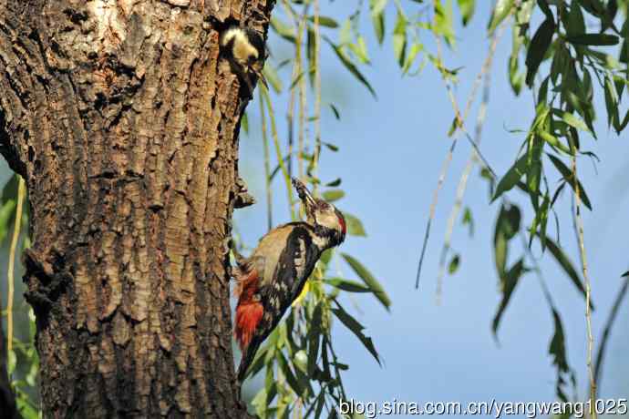 父子情深的大斑啄木鸟（2）