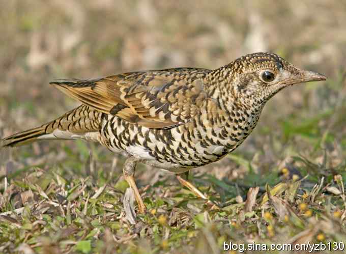 深圳拍鸟新纪录(4)鈥斺敾叩仞矗ㄗ橥迹 深圳拍鸟新纪录(4)鈥斺敾叩仞矗ㄗ橥迹