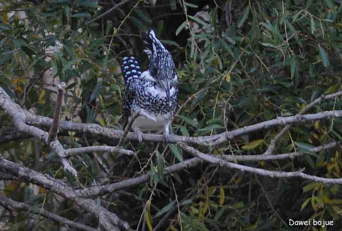 永定河湿地观鸟秋游