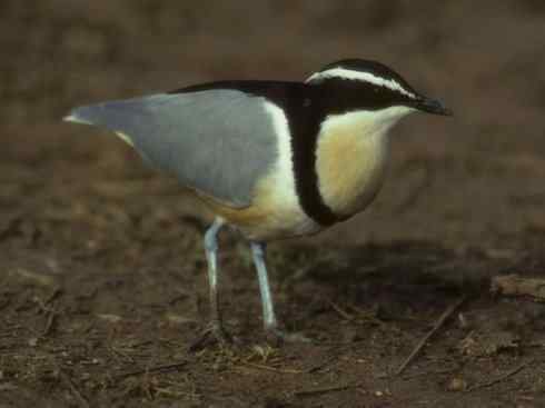 雀鸟也彪悍：与鳄共舞（埃及鸻）