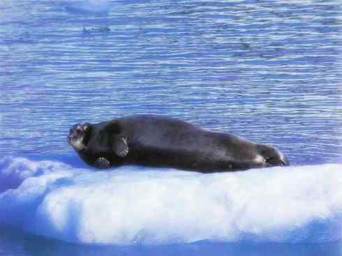 自然奇观：动物大迁徙(鳍足类)