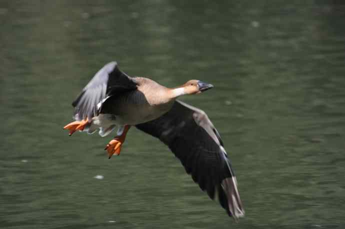 飞(赤麻鸭)1 飞(赤麻鸭)1