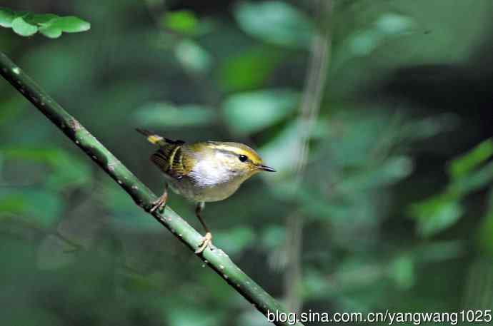 黄腰柳莺（5）