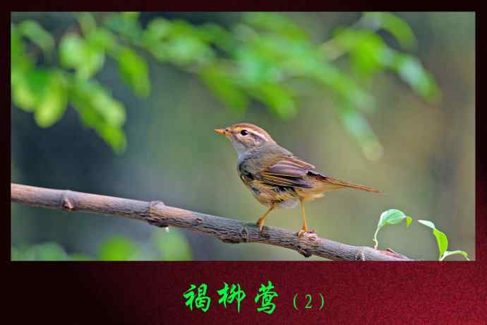 褐柳莺（2）