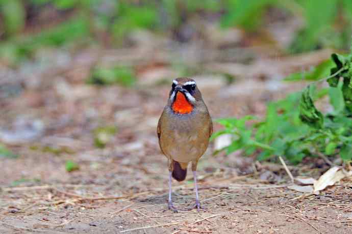 雄性红喉歌鸲（7）