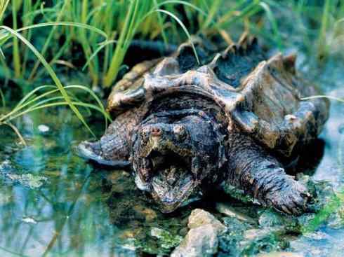 玄武：传说的兽原型探秘（鳄龟）