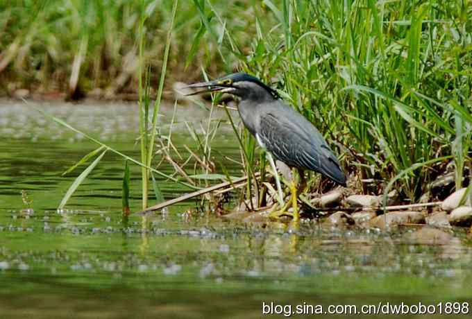冒酷暑寻拍绿鹭 wbr长途奔袭古北口
