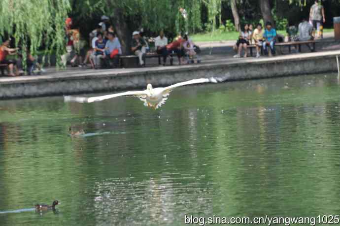 明星（鹈鹕大白）