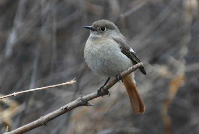 快乐打鸟 wbr wbr呼呼捏丫