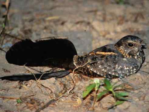 鸟类之最：四翼鸟（旗翼夜鹰）