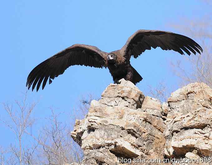 走近秃鹫:一段撼人心魄的拍摄经历 走近秃鹫:一段撼人心魄的拍摄经历