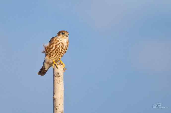 【野鸭湖的鸟】灰背隼
