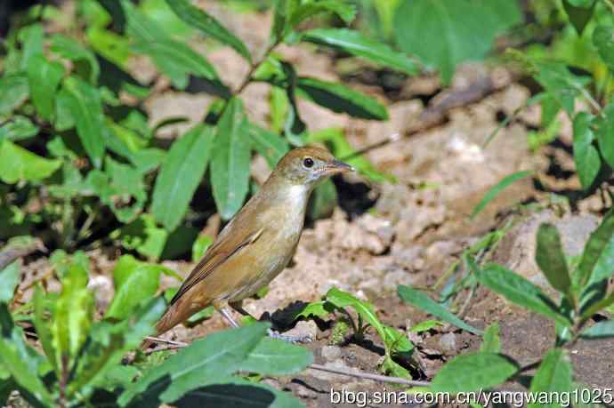 厚嘴苇莺(1) 厚嘴苇莺(1)
