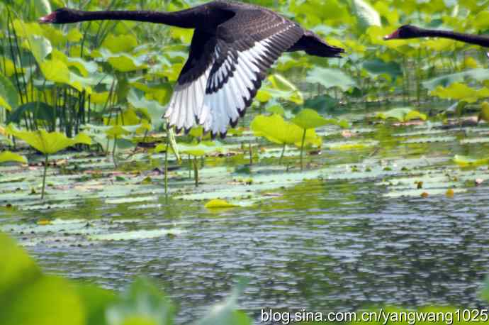 北京圆明园公园的鸟类——圆明园的黑天鹅（纪实篇）