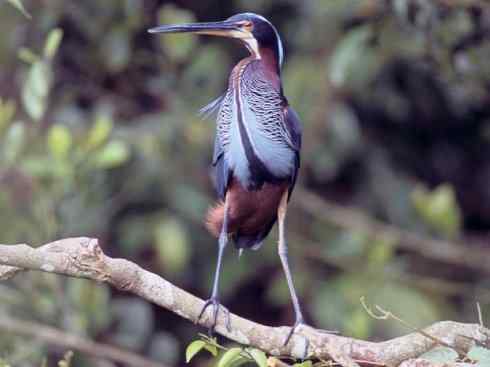 天生猎手：非猛禽类猎手之六（重量级的杀手——大型鹭鸟）